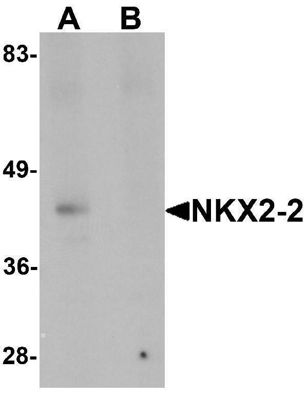 a04740 nkx2 2 primary antibodies wb testing 1