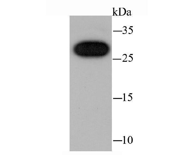 a04742 cbx7 primary antiboties wb testing 1