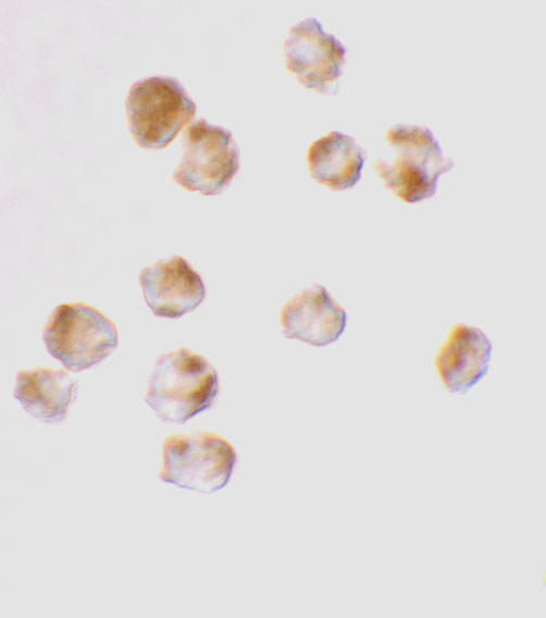 a04743 acin1 primary antibodies icc testing 2