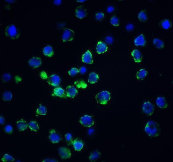 a04743 acin1 primary antibodies if testing 4