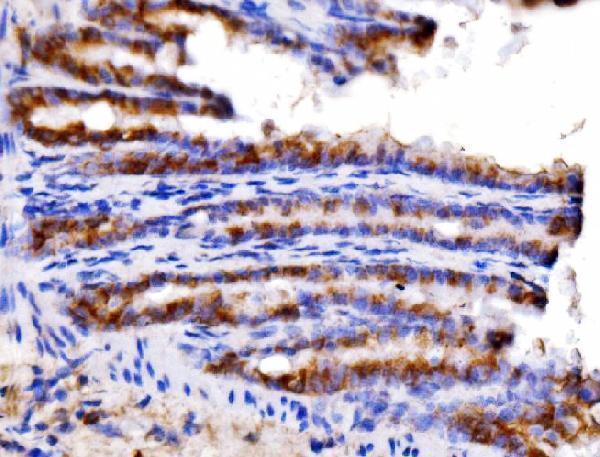a04744 1 agpat2 primary antibodies ihc testing 4
