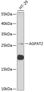 a04744 agpat2 primary antiboties wb testing 1