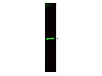 a04745 slit3 primary antibodies wb testing 1