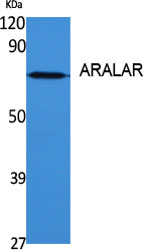 Western Blot analysis of various cells using ARALAR Polyclonal Antibody diluted at 1:1000