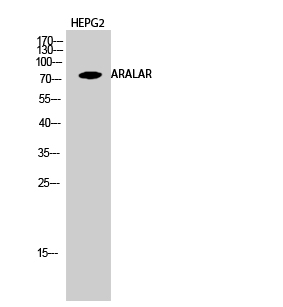 Western Blot analysis of HEPG2 cells using ARALAR Polyclonal Antibody diluted at 1:1000