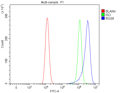  Flow Cytometry analysis of HEL cells using anti-RGS9 antibody (A04748-1)