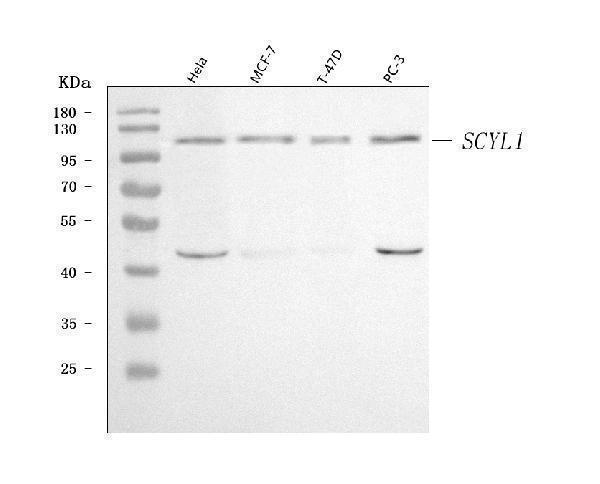  Western blot analysis of SCYL1 using anti-SCYL1 antibody (A04750-1)