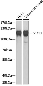 a04750 scyl1 primary antiboties wb testing 4