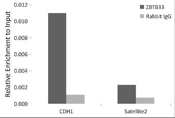 a04754 zbtb33 primary antiboties ip testing 2