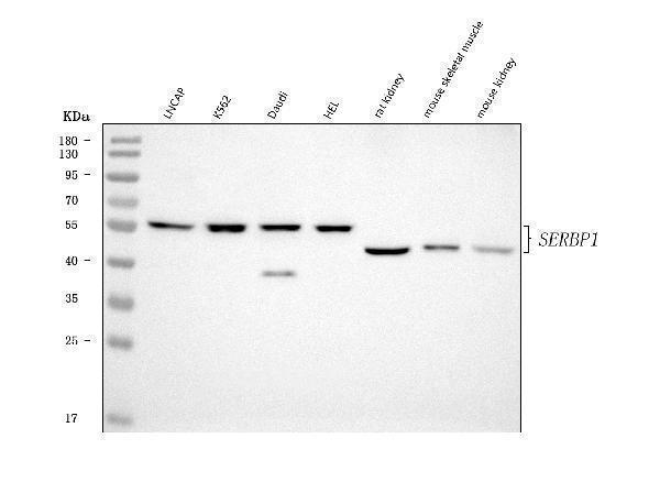 a04755 2 serbp1 primary antibodies wb testing 1