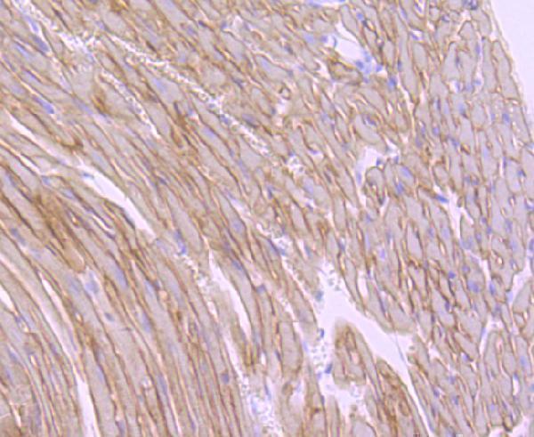 Immunohistochemical analysis of paraffin-embedded mouse heart tissue using anti-alpha sarcoglycan antibody