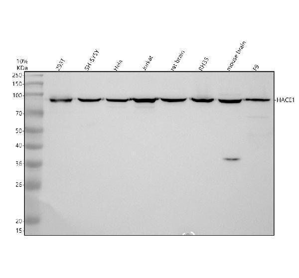 a04757 2 hace1 primary antibodies wb testing 1