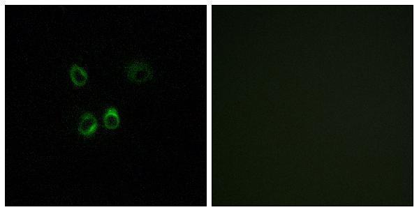a04759 rgr primary antibodies if testing 1