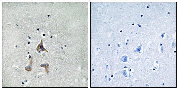 a04759 rgr primary antibodies ihc testing 2