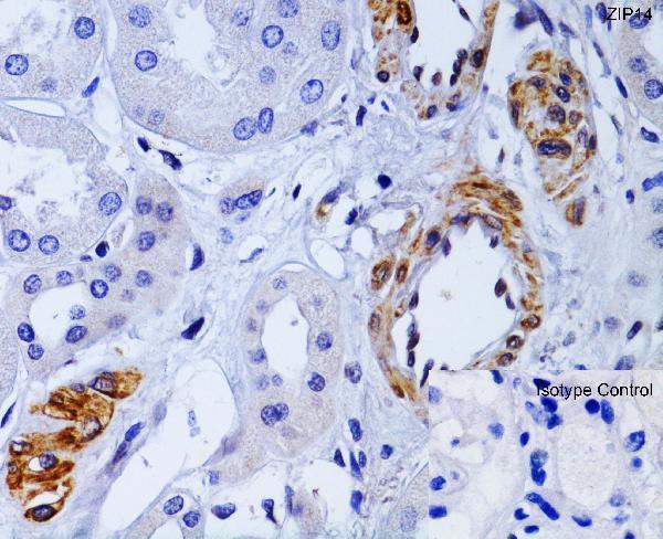  Immunohistochemistry Validation of ZIP14 in Human Kidney  
Immunohistochemical analysis of paraffin-embedded human kidney tissue using anti-ZIP14 antibody (A04761) at 1 μg/ml