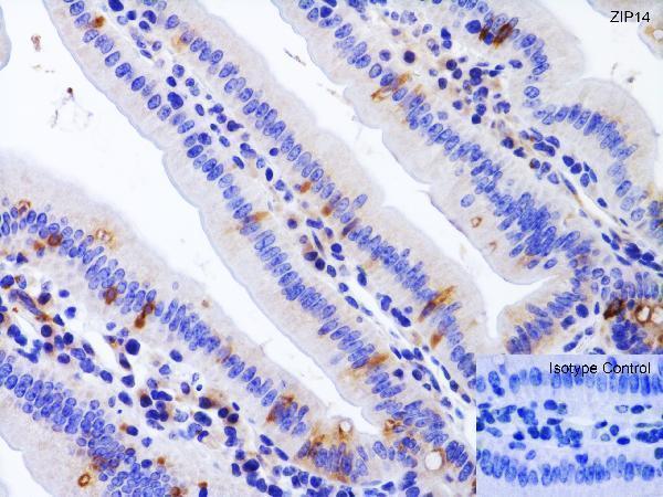  Immunohistochemistry Validation of ZIP14 in Mouse Colon  
Immunohistochemical analysis of paraffin-embedded mouse colon tissue using anti-ZIP14 antibody (A04761) at 1 μg/ml