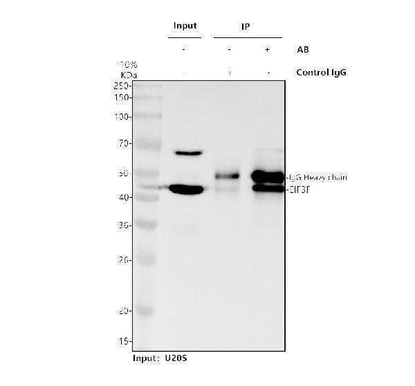 Immunoprecipitating EIF3F in U2OS whole cell lysate
