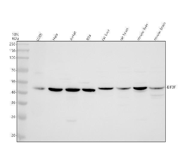 Western blot analysis of EIF3F using anti-EIF3F antibody (A04765-2)