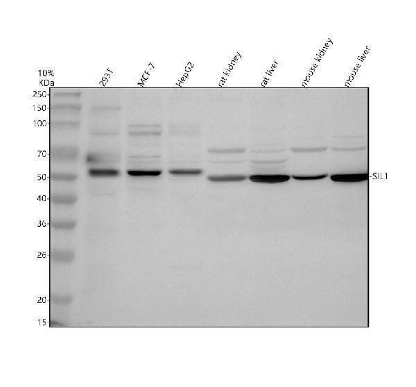 Western blot analysis of SIL1 using anti-SIL1 antibody (A04766-1)