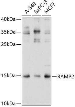 Western blot analysis of extracts of various cell lines, using RAMP2 antibody  at 1:1000 dilution
