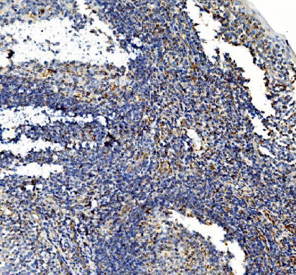 a04772 1 pck2 primary antibodies ihc testing 7_1