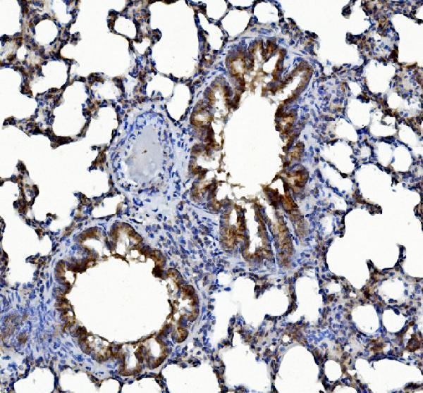 a04772 1 pck2 primary antibodies ihc testing 9