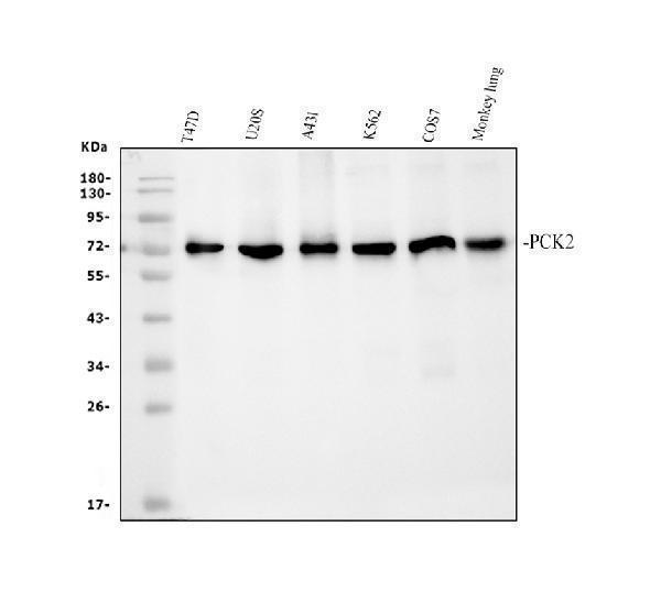 a04772 1 pck2 primary antibodies wb testing 1_1