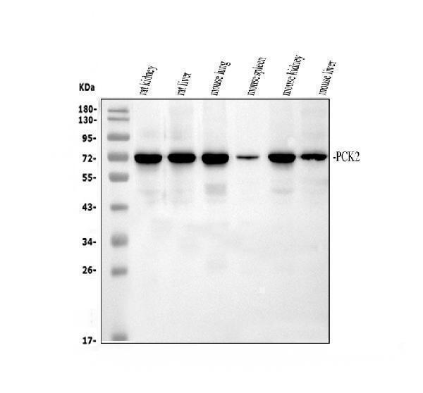 a04772 1 pck2 primary antibodies wb testing 2