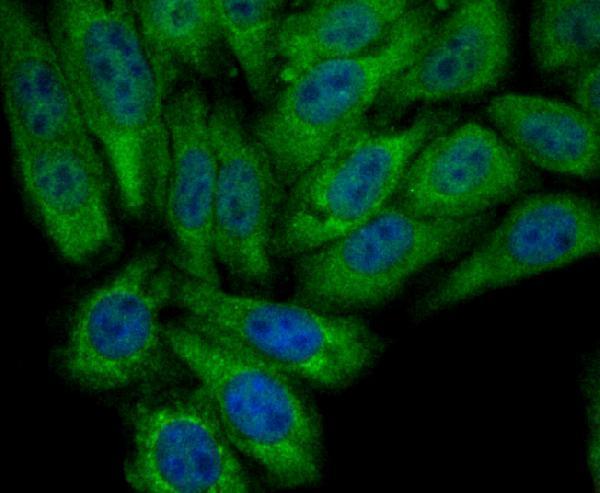 a04772 2 pck2 primary antiboties icc testing 2