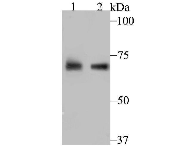 a04772 2 pck2 primary antiboties wb testing 1