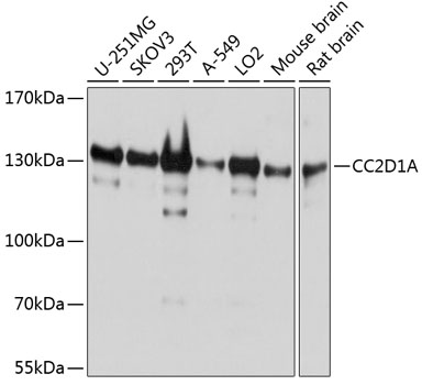 Western blot analysis of extracts of various cell lines, using CC2D1A antibody  at 1:1000 dilution