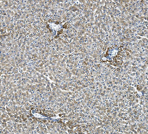 a04777 2 gldc primary antibodies ihc testing 5