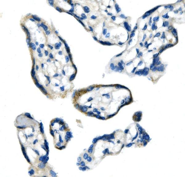 a04777 2 gldc primary antibodies ihc testing 6