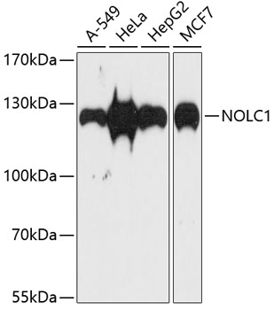 Western blot analysis of extracts of various cell lines, using NOLC1 antibody  at 1:1000 dilution