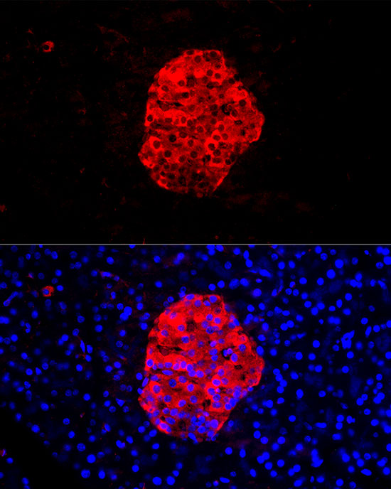 Immunofluorescence analysis of rat pancreas cells using SCG2 Rabbit pAb  at dilution of 1:100 