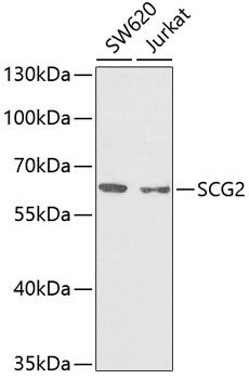 Western blot analysis of extracts of various cell lines, using SCG2 antibody  at 1:1000 dilution