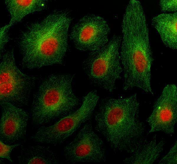 a04780 2 eftud2 primary antibodies if testing 1