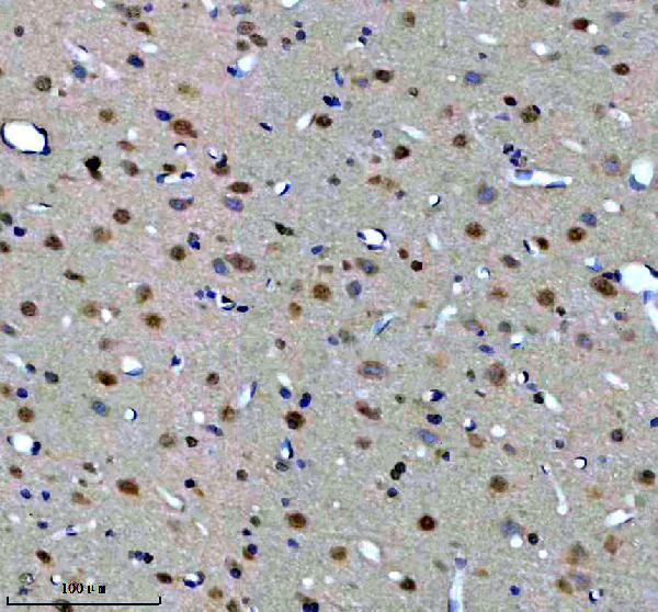 a04780 2 eftud2 primary antibodies ihc testing 3
