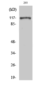 Western Blot analysis of various cells using Snrp116 Polyclonal Antibody cells nucleus extracted by Minute TM Cytoplasmic and Nuclear Fractionation kit 