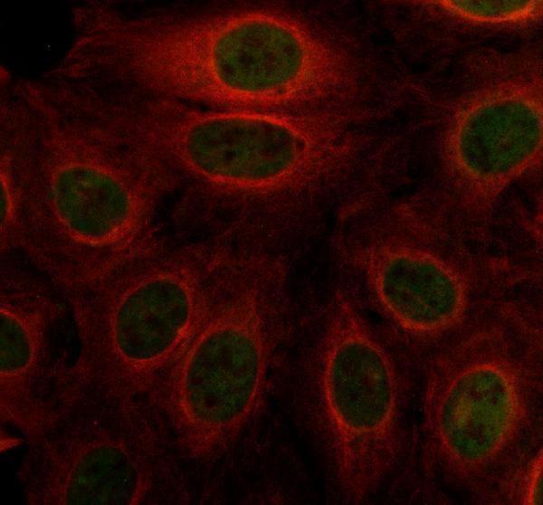 IF analysis of DYRK3 using anti-DYRK3 antibody (A04782-2) and anti-Alpha Tubulin antibody (M03989-3)