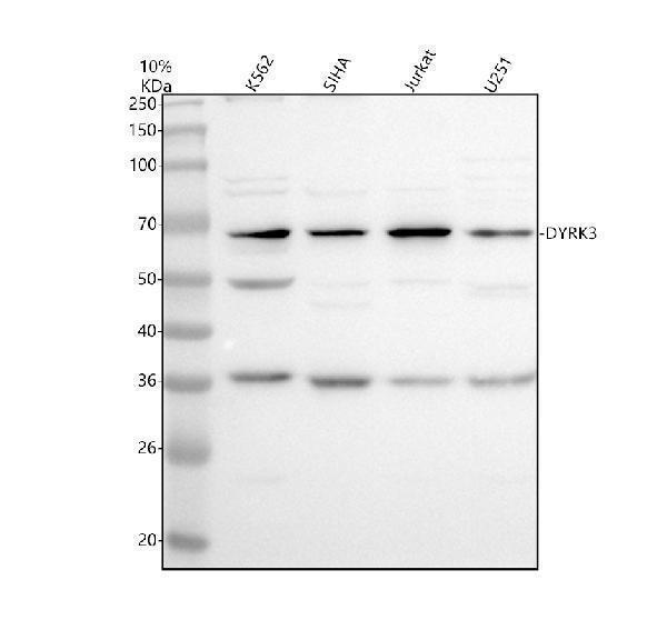 Western blot analysis of DYRK3 using anti-DYRK3 antibody (A04782-2)