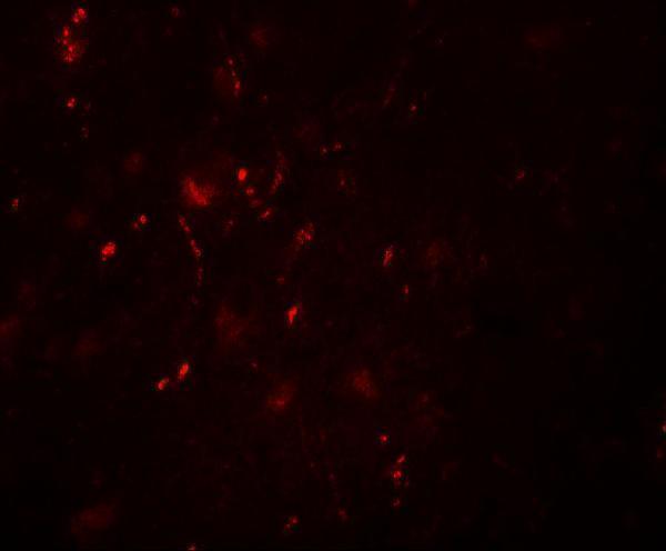 Immunofluorescence of POU3F2 in human brain tissue with POU3F2 antibody at 20 μg/mL