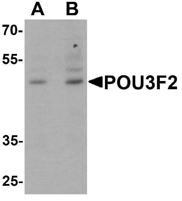 Western blot analysis of POU3F2 in 3T3 cell lysate with POU3F2 antibody at (A) 1 and (B) 2 μg/mL
