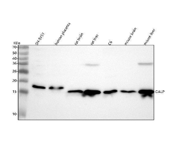 a04786 1 galp primary antibodies wb testing 1