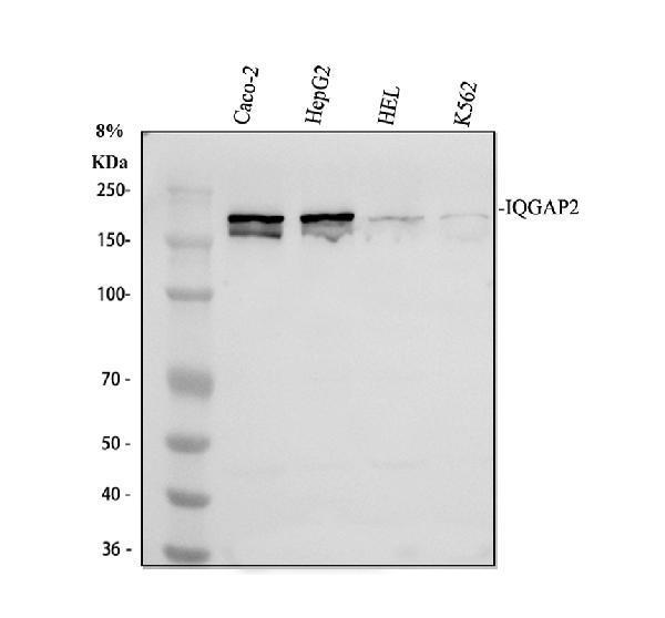 a04787 1 iqgap2 primary antibodies wb testing 1