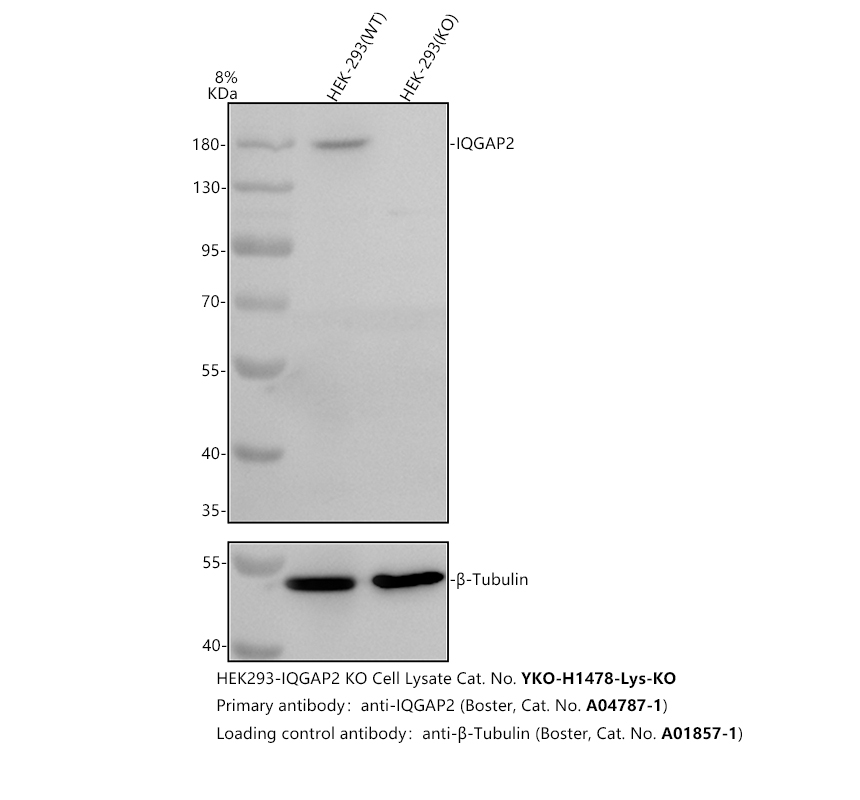 a04787 1 iqgap2 primary antibodies wb testing 2