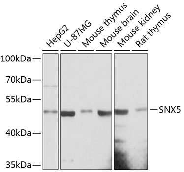 a04788 snx5 primary antiboties wb testing 1