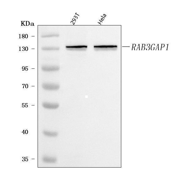 a04789 2 rab3gap1 primary antibodies wb testing 1