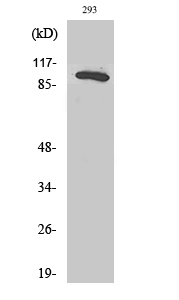 a04789 rab3gap1 primary antibodies wb testing 2