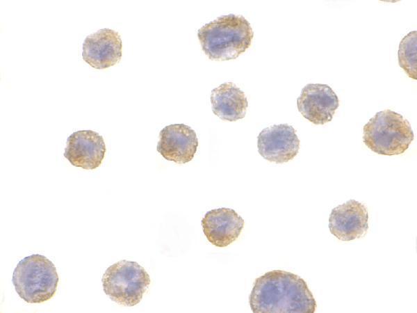 Immunocytochemistry of BIF in HeLa with BIF antibody at 10 μg/mL
